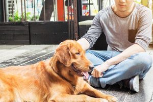 dresser son chien