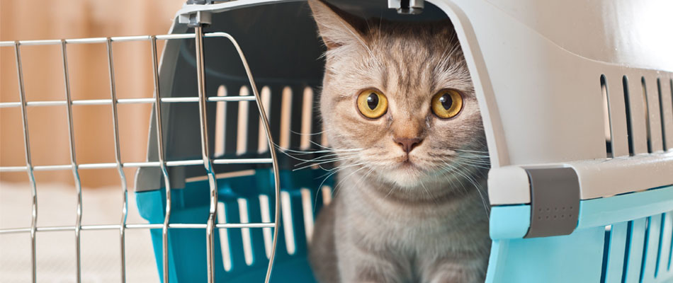 Bien choisir sa cage de transport pour chat