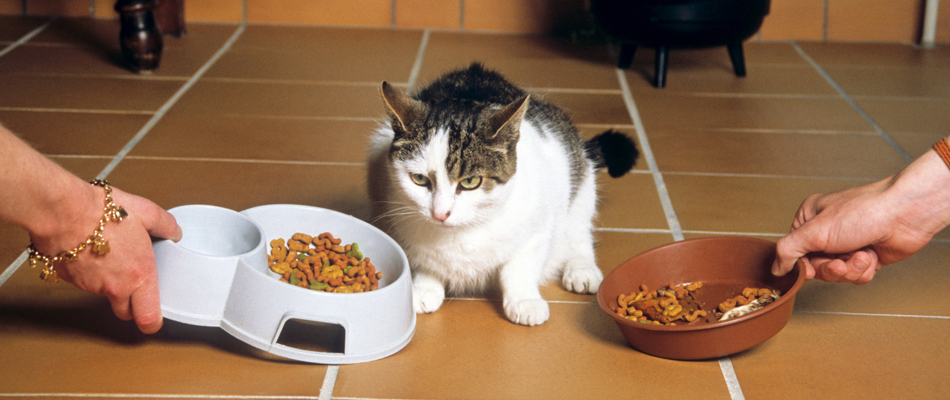 Croquettes pour chat